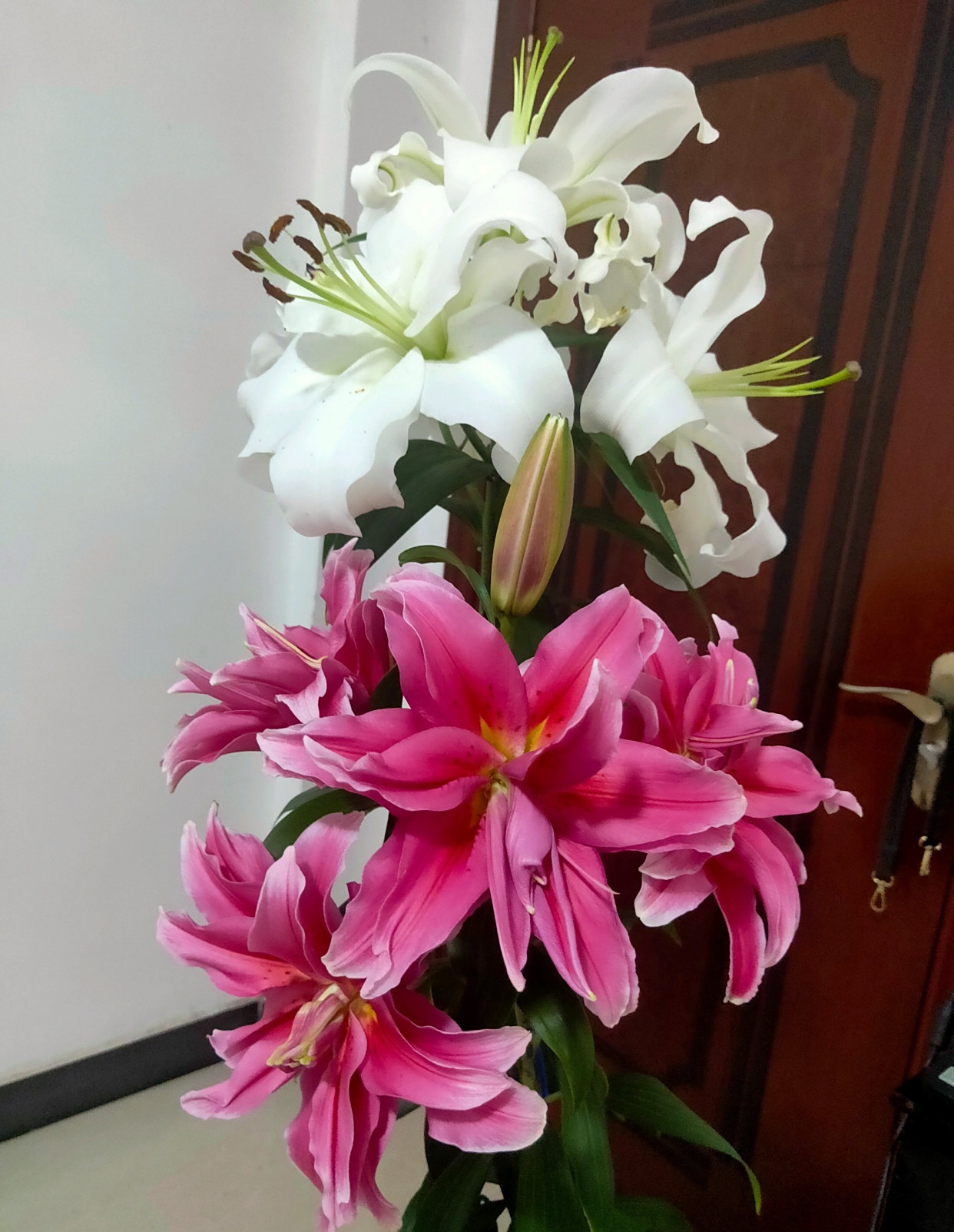重瓣香水百合"艾琳娜"—颜值高,香气浓,栽培容易,阳台也能养