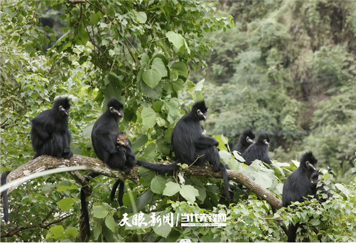 麻阳河黑叶猴图片