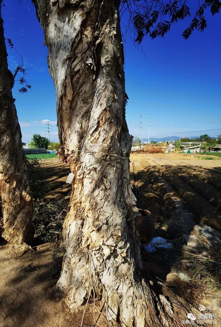 寻找《大同志》里的翔安:沈井铺与便安桥