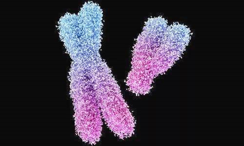 y染色体核型图片