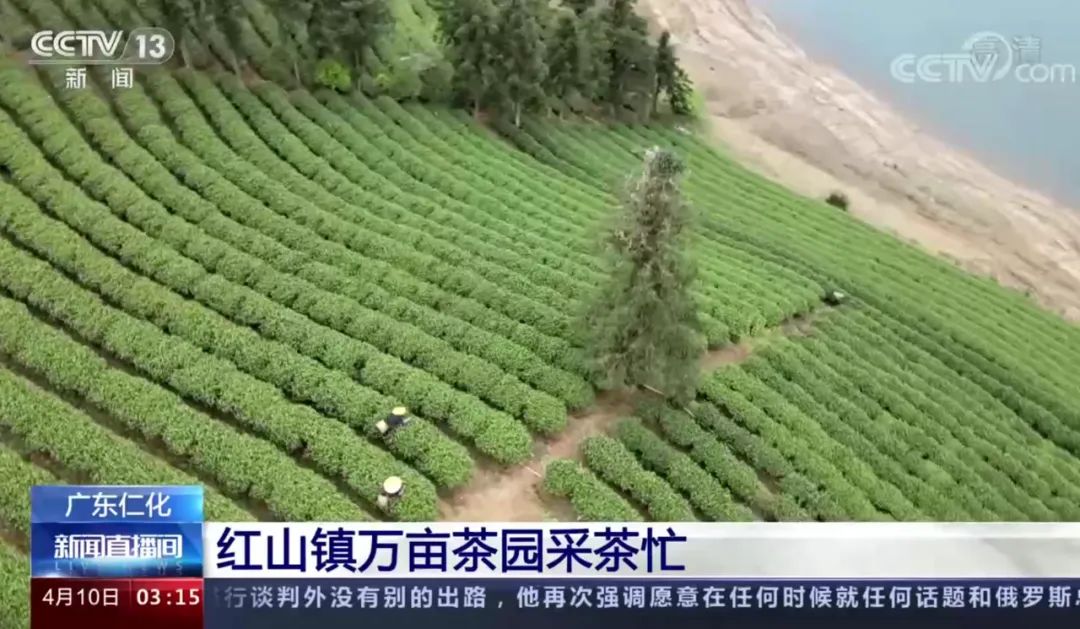 厉害了!仁化县红山镇白毛茶亮相央视《新闻直播间》