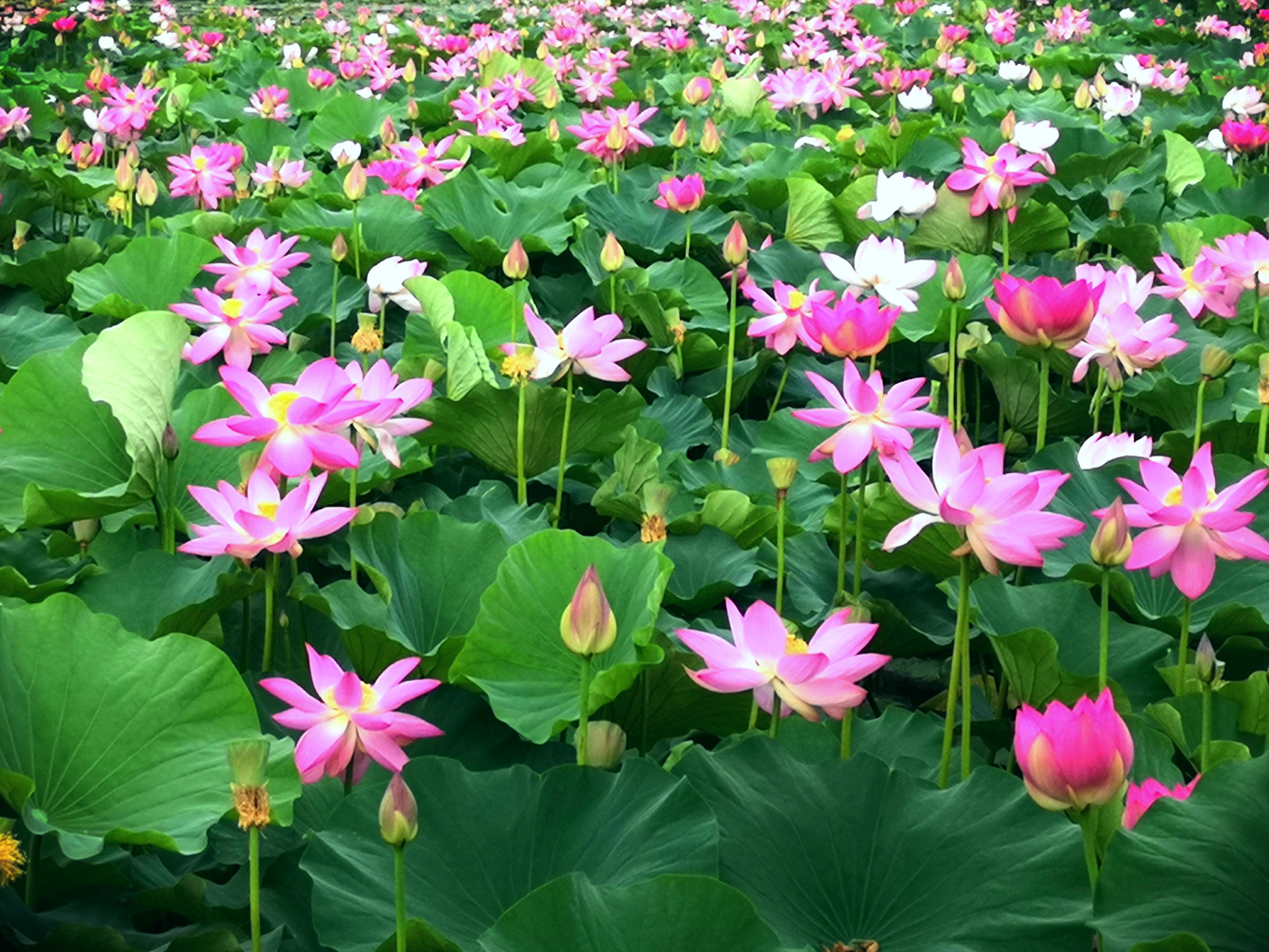田园里, 青山绿水共为邻,有风有雨有蝉鸣, 最好还有片无穷碧的荷花海