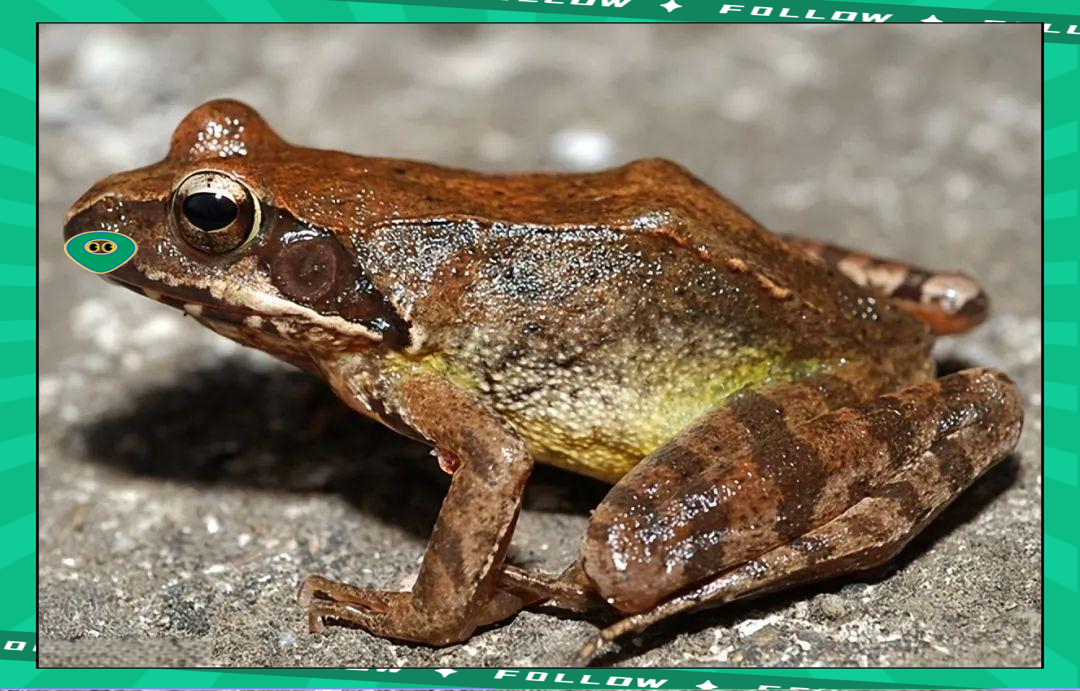 探秘林蛙:四大山珍之一的饮食文化瑰宝