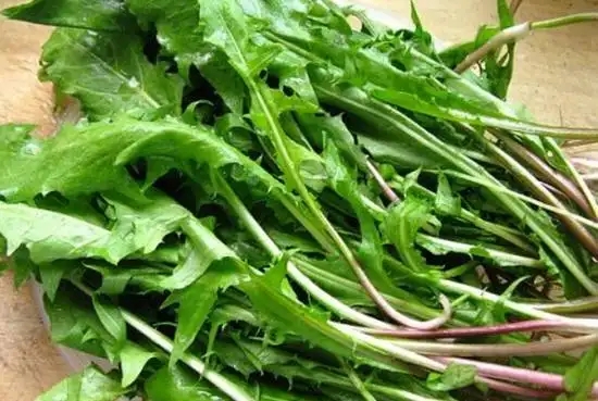 婆婆丁泡水喝的功效与作用,有三类人要注意是否可以饮用婆婆丁水