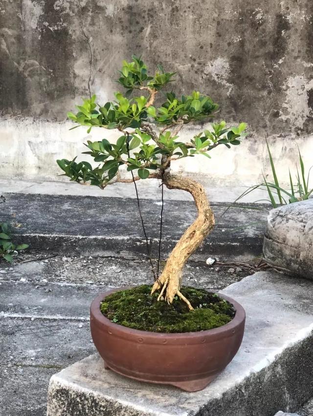小叶黄杨盆景的养护与造型技巧,打造传家之宝