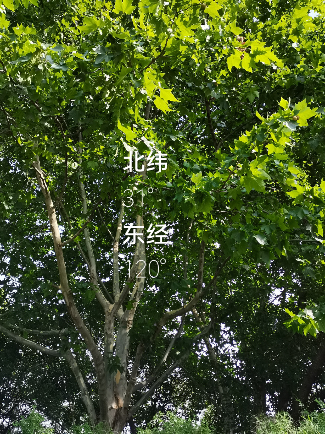 且遣心思亂,不作鬢緒空——二球懸鈴木/法國梧桐