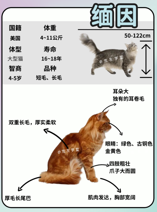 缅因猫身高图片