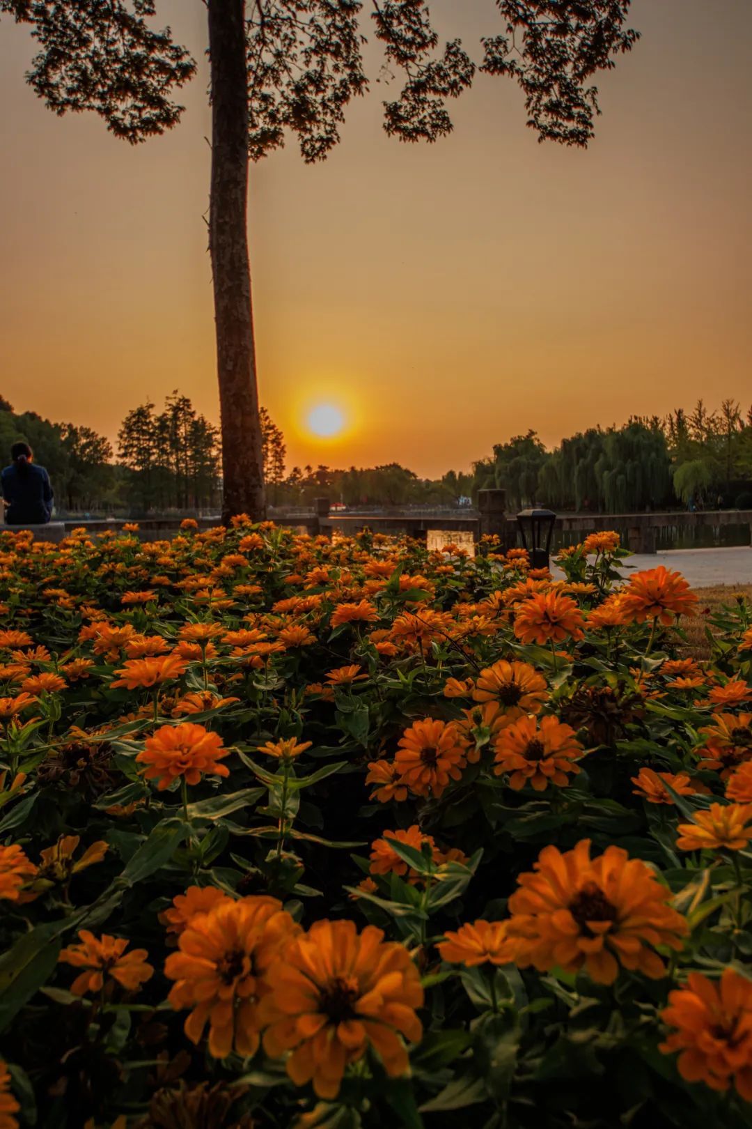 最美的上大之秋,悄然来了