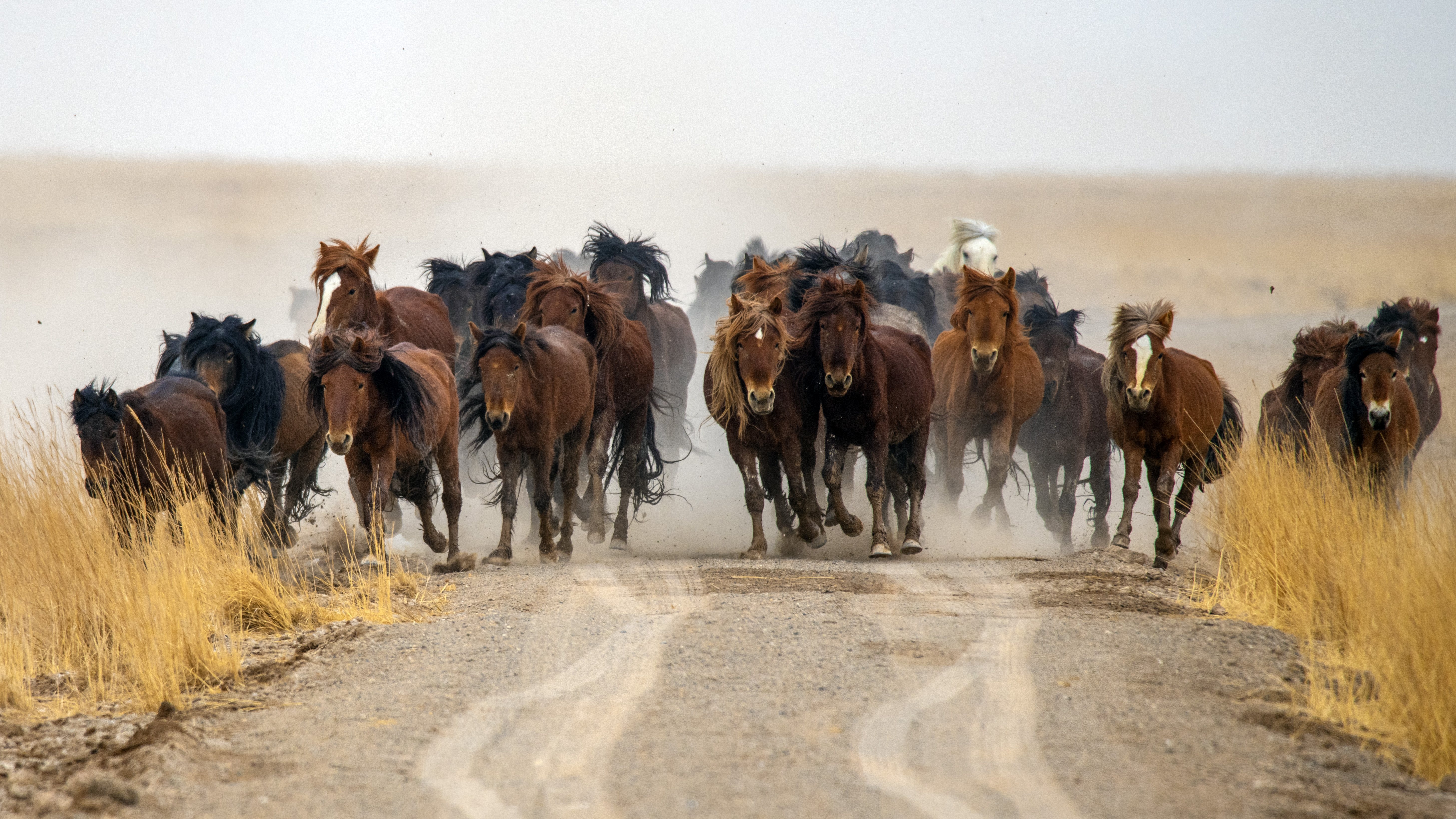 (环境)甘肃阿克塞:马群转场