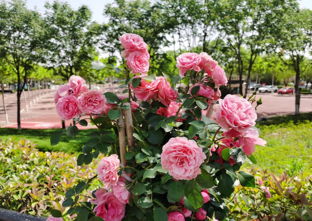 临沂:一路繁花,滨河路边花正艳