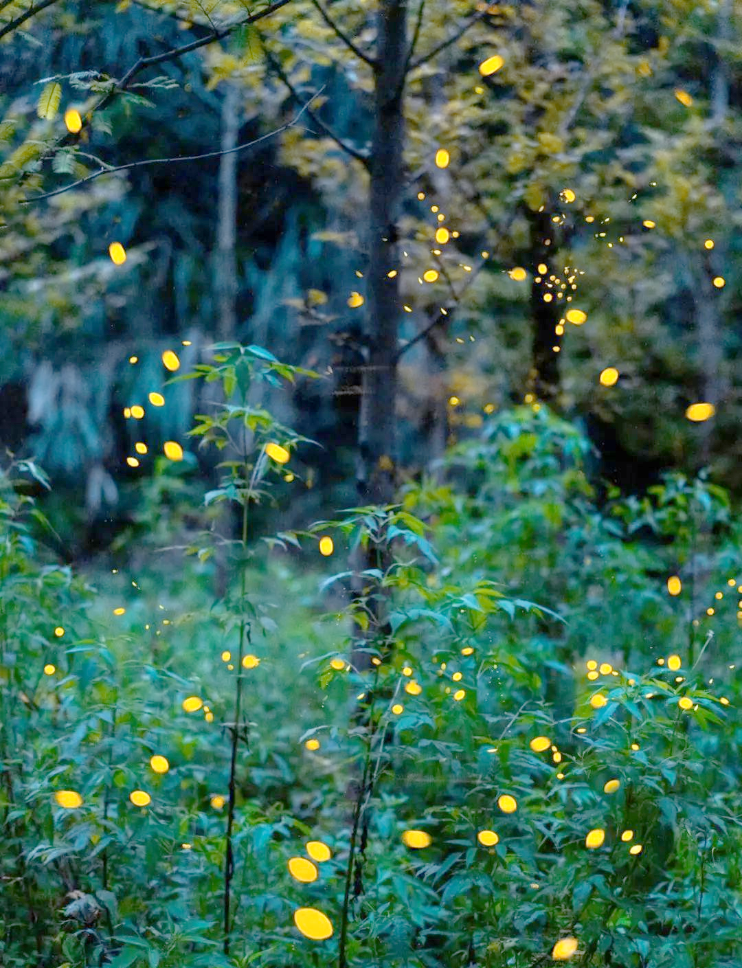 丽水九龙湿地公园的萤火虫星海,令人惊艳的夏夜美景