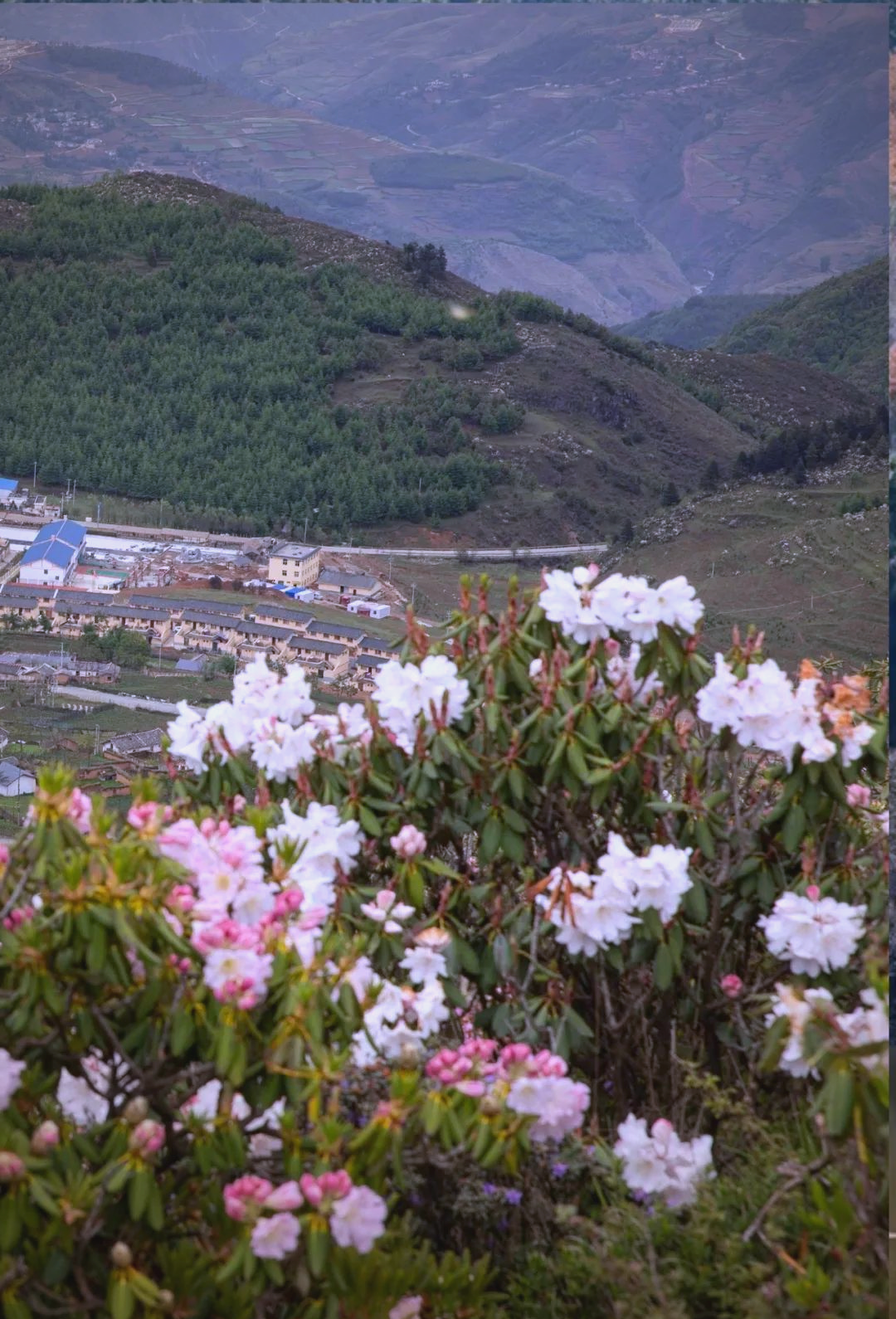 索玛花:高山的精灵,绽放的祝福