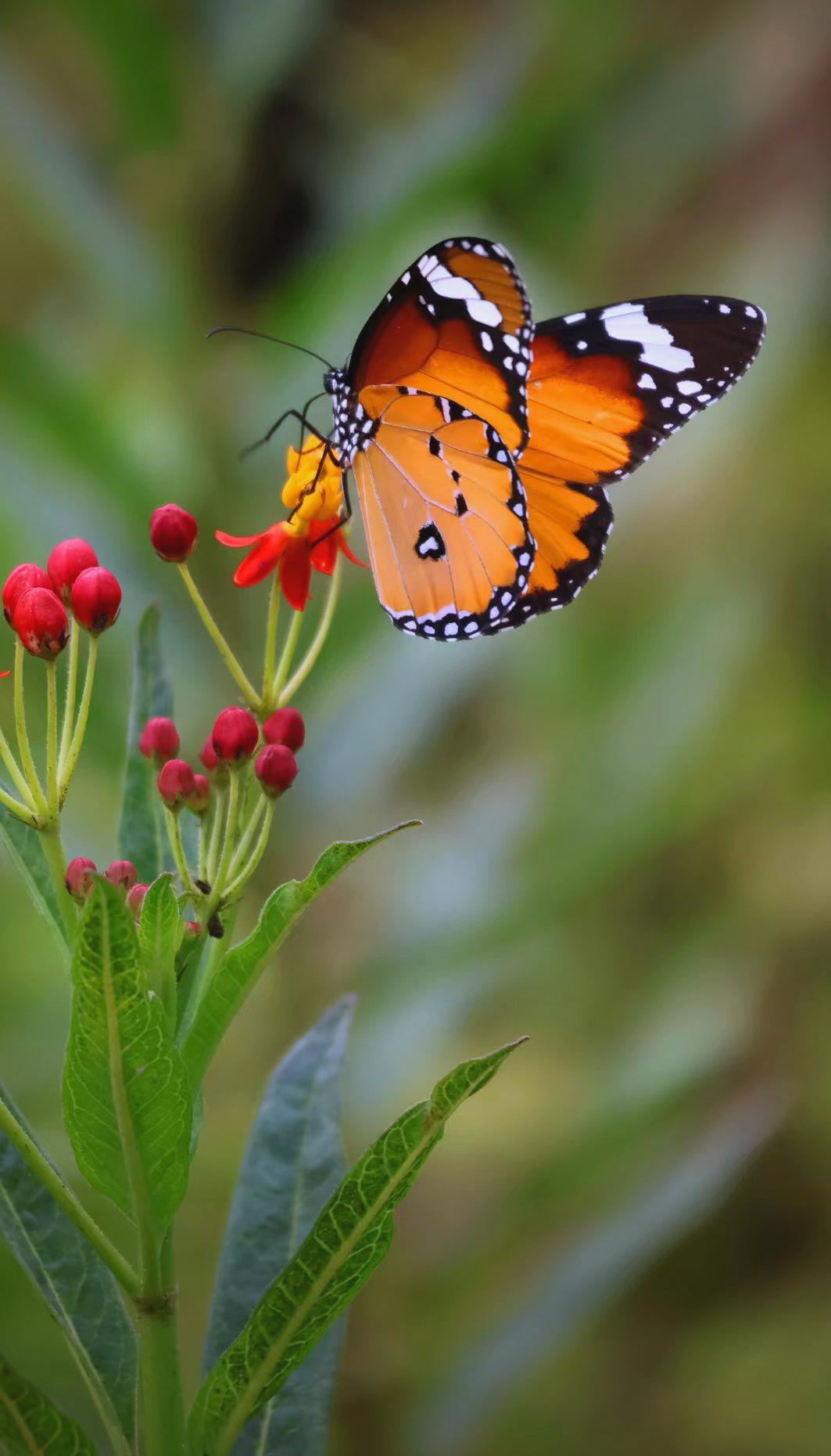 华南植物园:蝴蝶与花共生共舞的迷人画卷