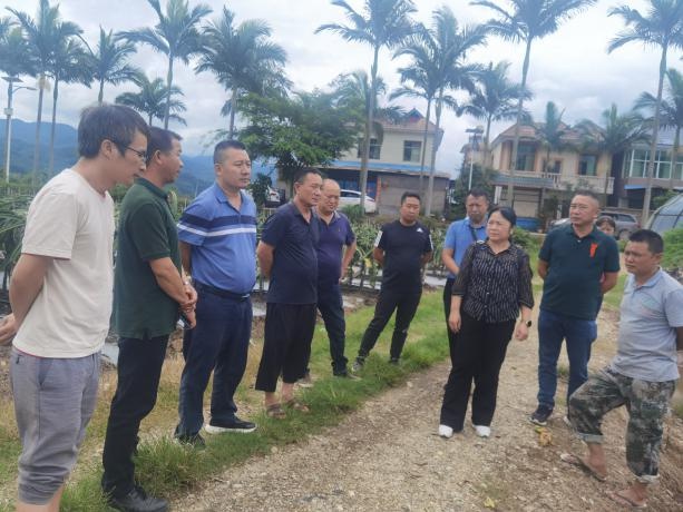 州农业农村局绿质科科长张新荣到勐满镇开展特色农产品产业发展情况