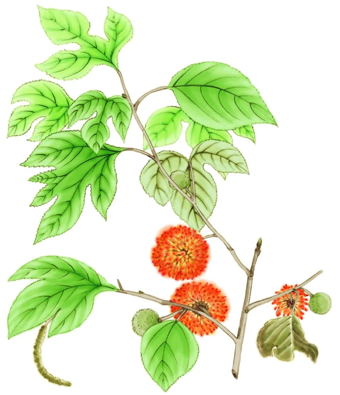 来尝尝《山海经》里的菜,干净又卫生