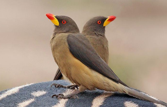 "吃血肉的小恶魔"黄嘴牛椋鸟