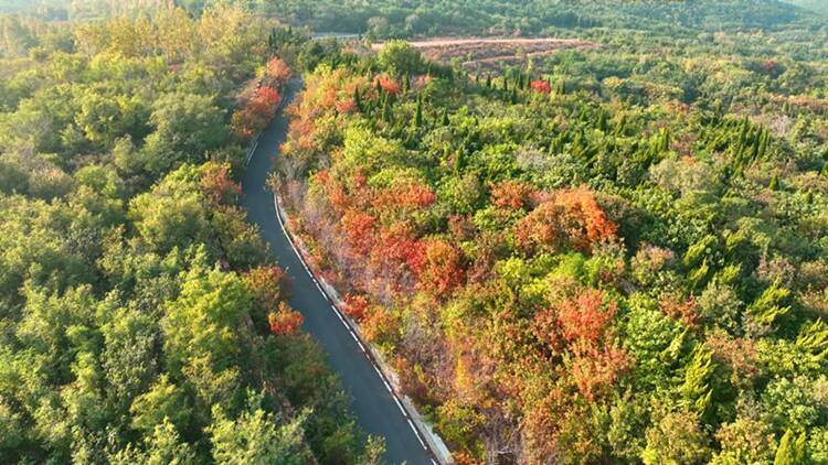 邹平樱花山:绚烂秋景画卷 层林尽染间的梦幻之境