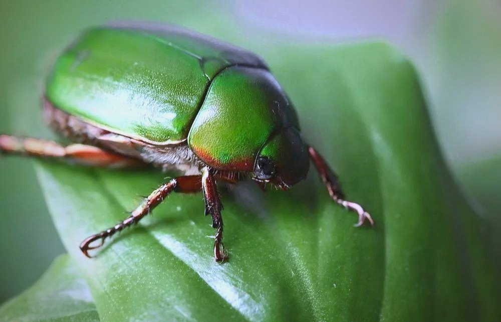 金龟子:昆虫界的传奇生物,一身"金甲"引人瞩目