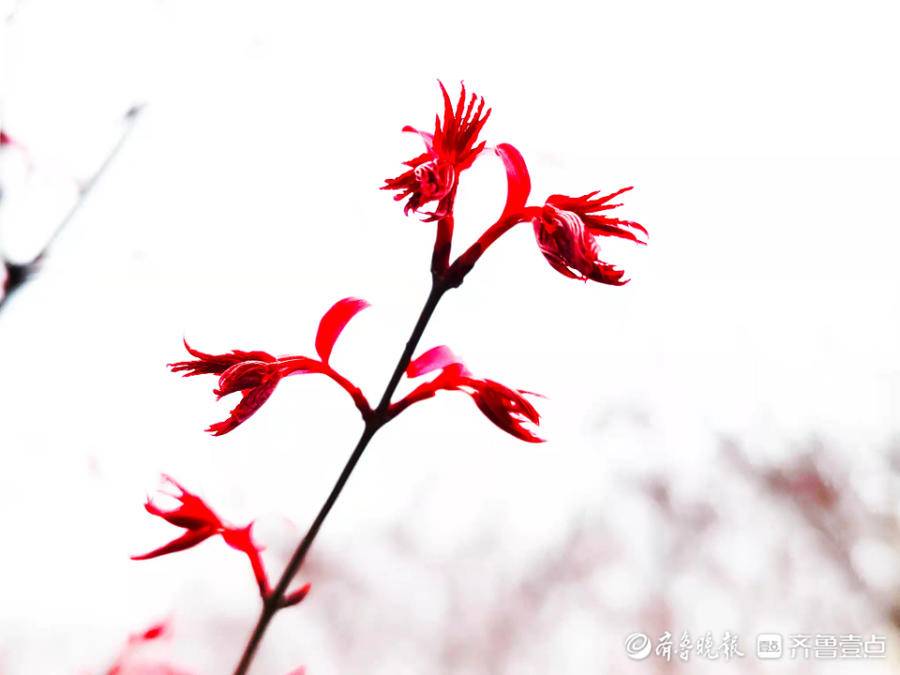 红枫露嫩芽生机一片