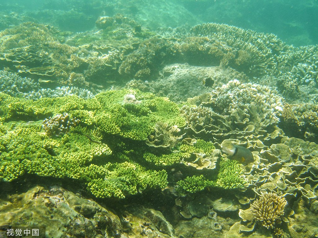 世界海洋日,认识一下这些国家级海洋自然保护区