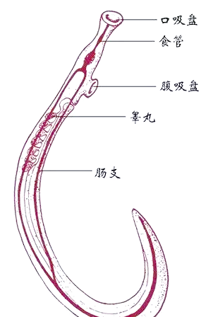 探索血吸虫:从形态观察到免疫诊断的全面指南