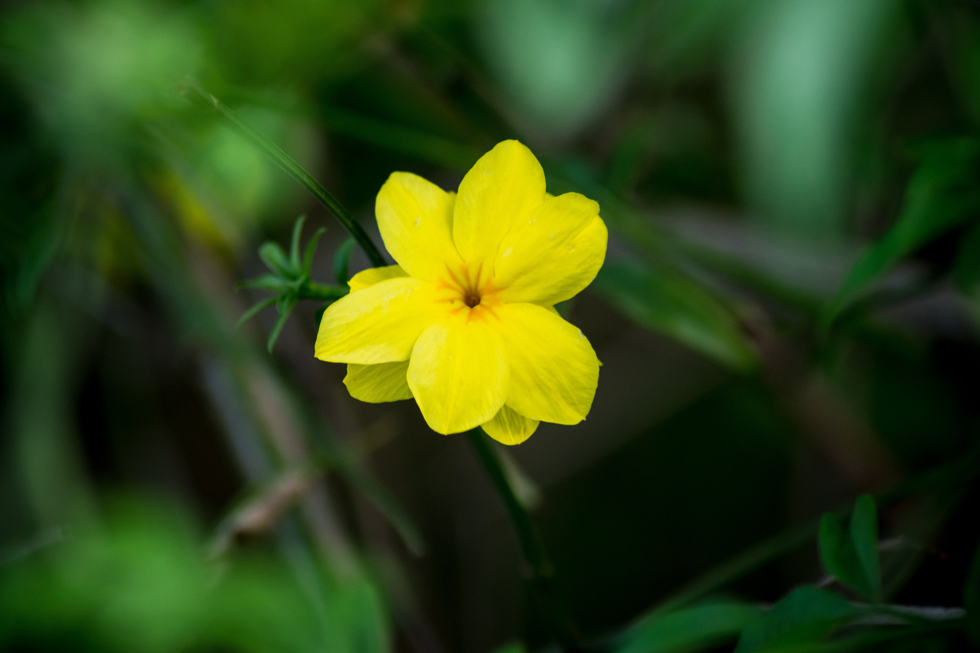 迎春花的花蕊图片