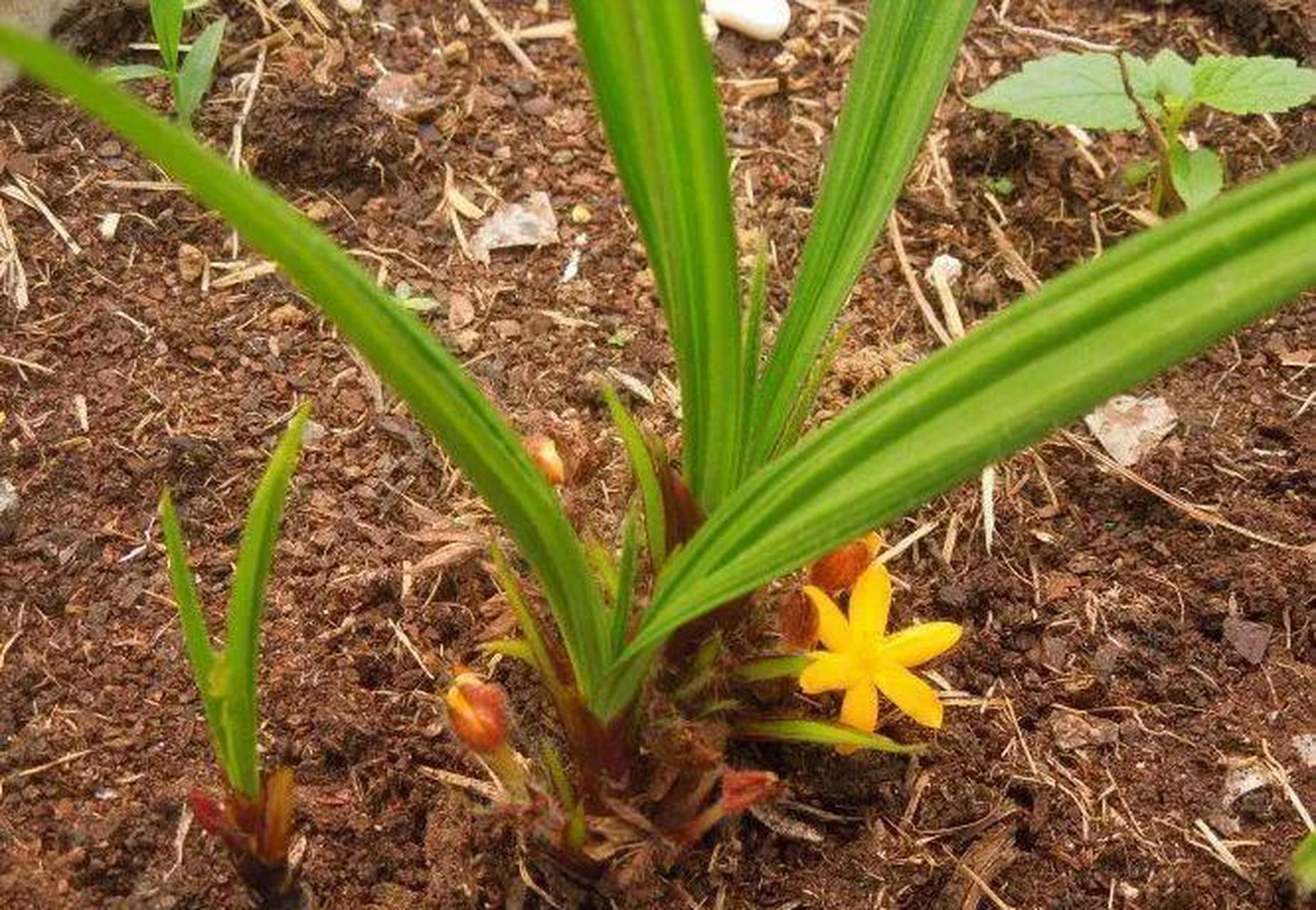 导语:老一辈人叫它"壮阳草",村里好多人都在找,如今越来越珍贵 在农村