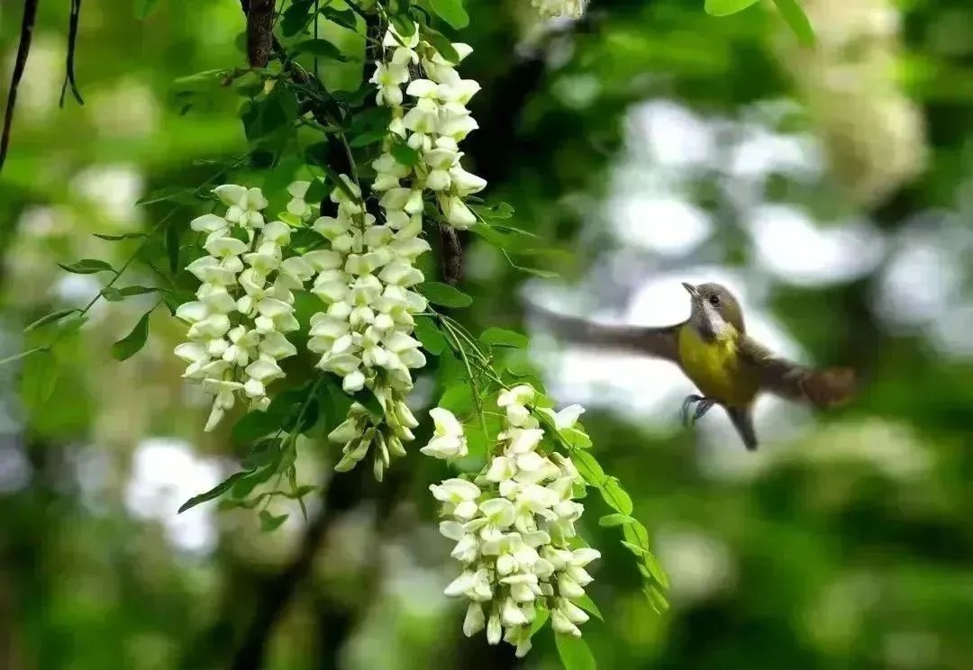 绝美!黄石这里的花花花花全开了