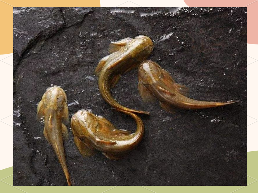 石巴子以其不挑食的特性著称,水中的小昆虫,藻类都