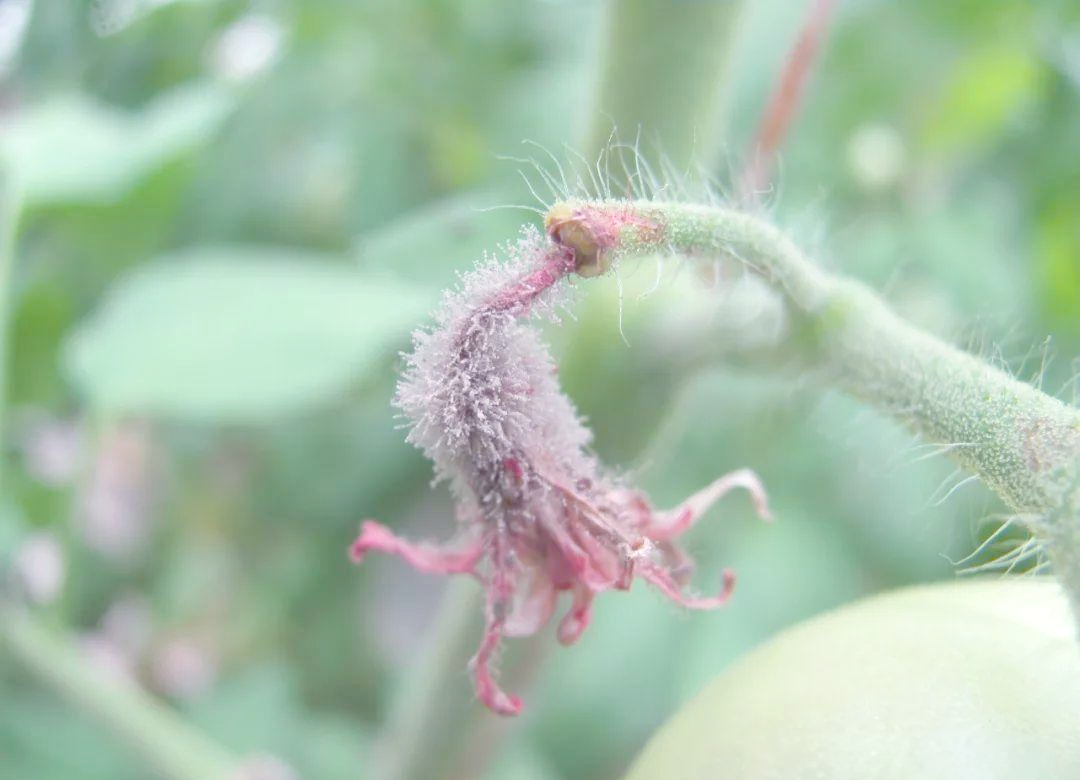 :先正达生产的高含量杀菌剂,对多种病害有特效