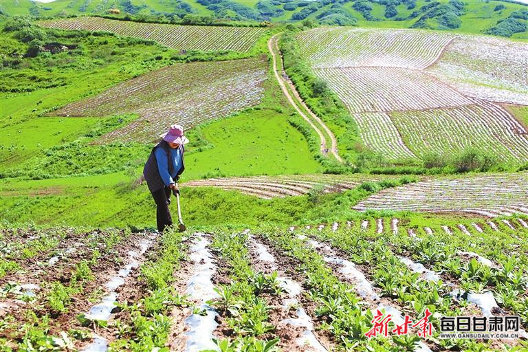 「图片新闻」岷县蒲麻镇群众对黄芪幼苗进行田间覆膜