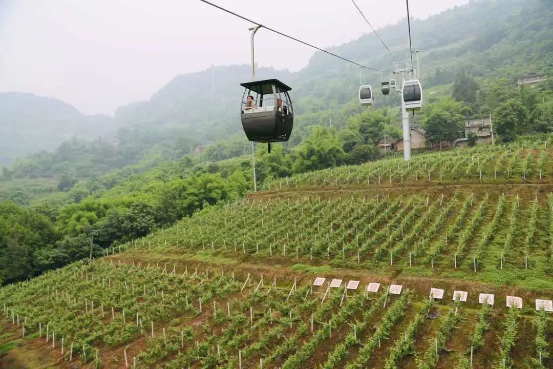 绿水青山就是金山银山(美心红酒小镇美图集锦)