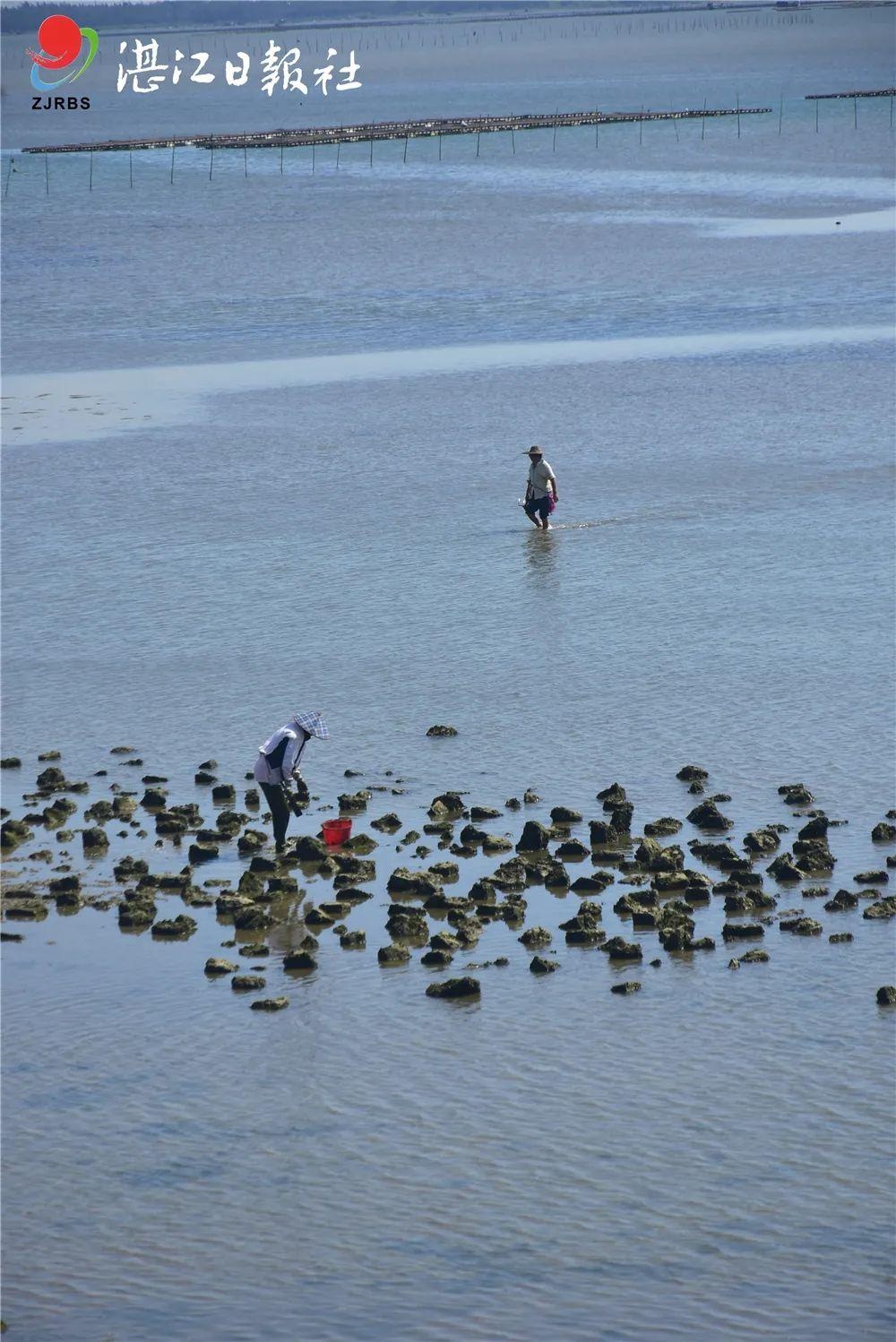 「影像湛江」走,赶海去!