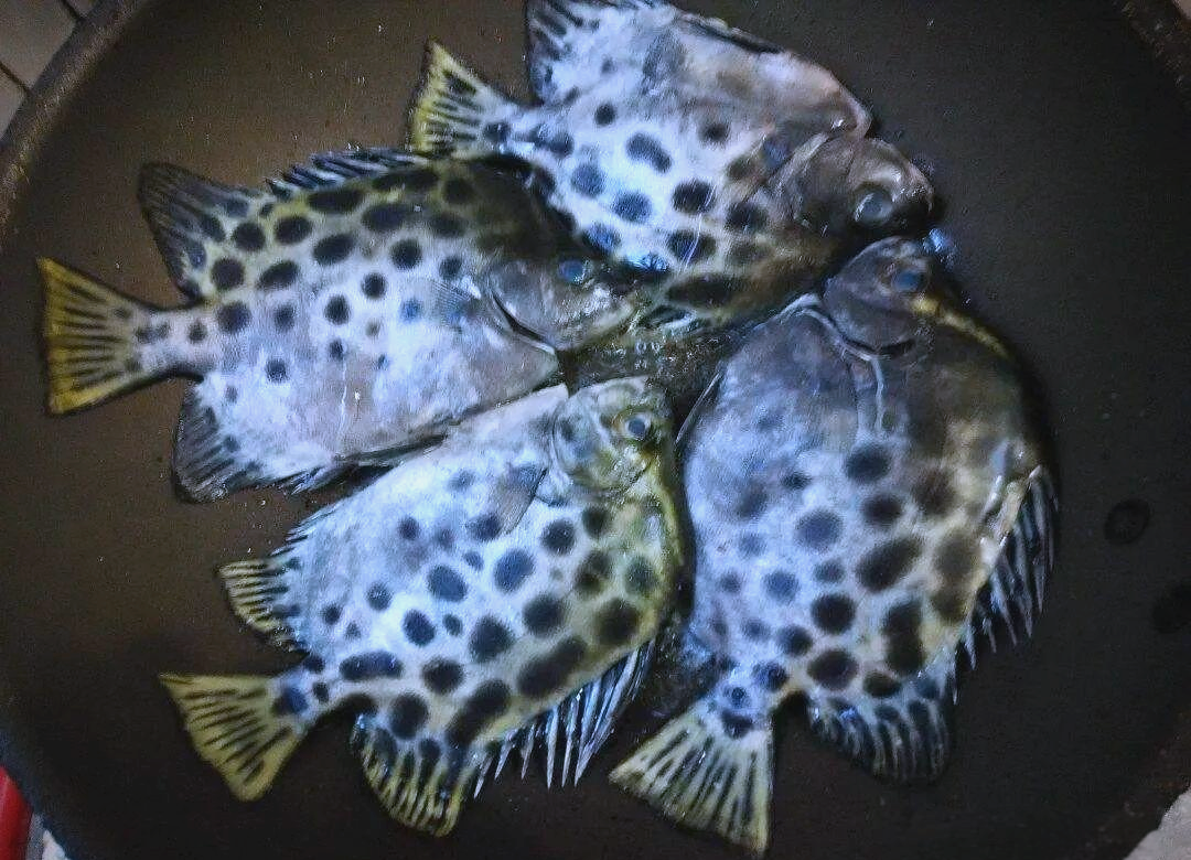 金鼓鱼:营养丰富的食用鱼,尾部有独特黑斑装饰
