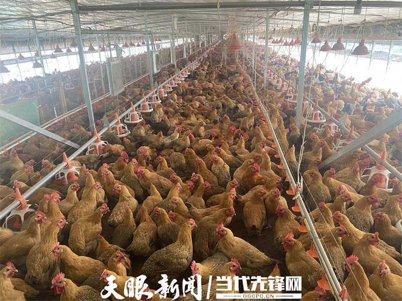 紫云自治县委副书记,县长杨坚:瞄短板强布局加快乡村振兴