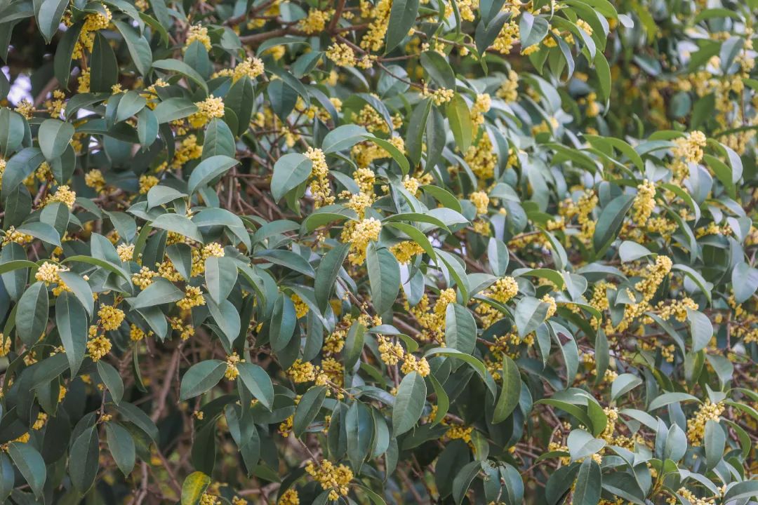 隔着屏幕都能闻到香味！金山这个超大的桂花园又迎来高光时刻