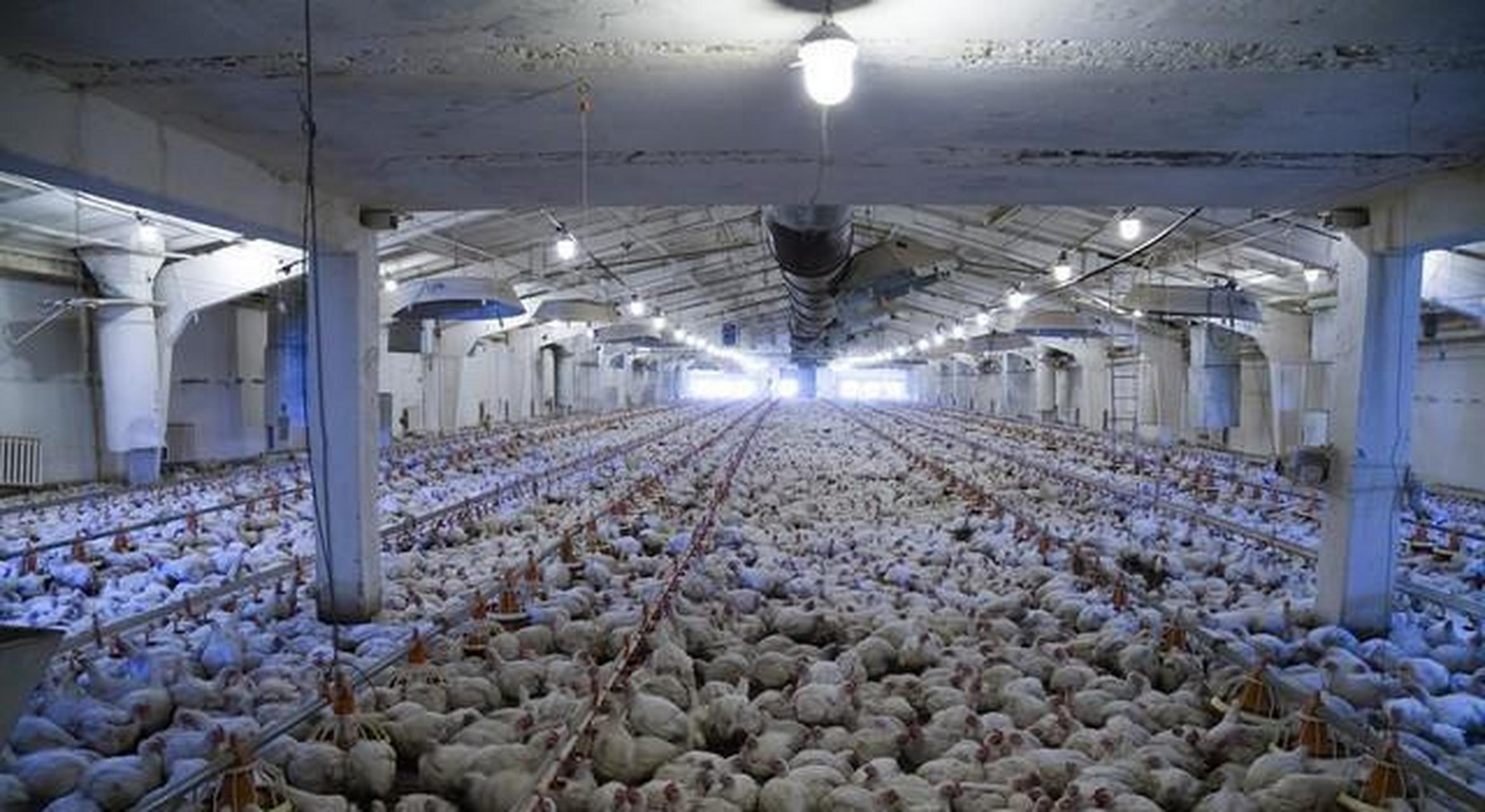 皖东农村地区,明光市某镇的男青年吴文林,早年在温州打工,由于家庭