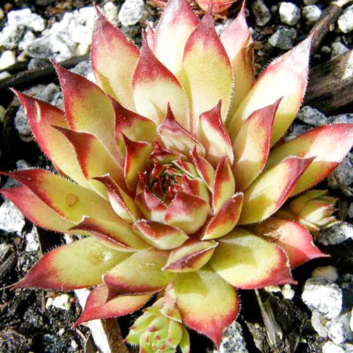 多肉品种:百惠,阿曼达,火烈鸟,草莓卷娟,大红卷绢