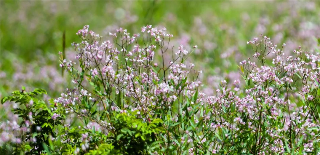 【美景敦煌】6月鸣沙山下罗布麻花盛开