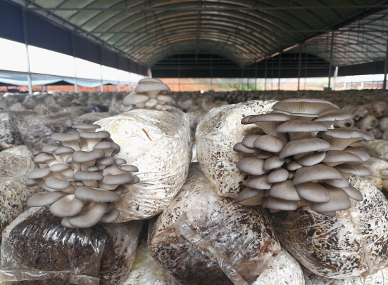 安仁县:小蘑菇撑起一片大天地