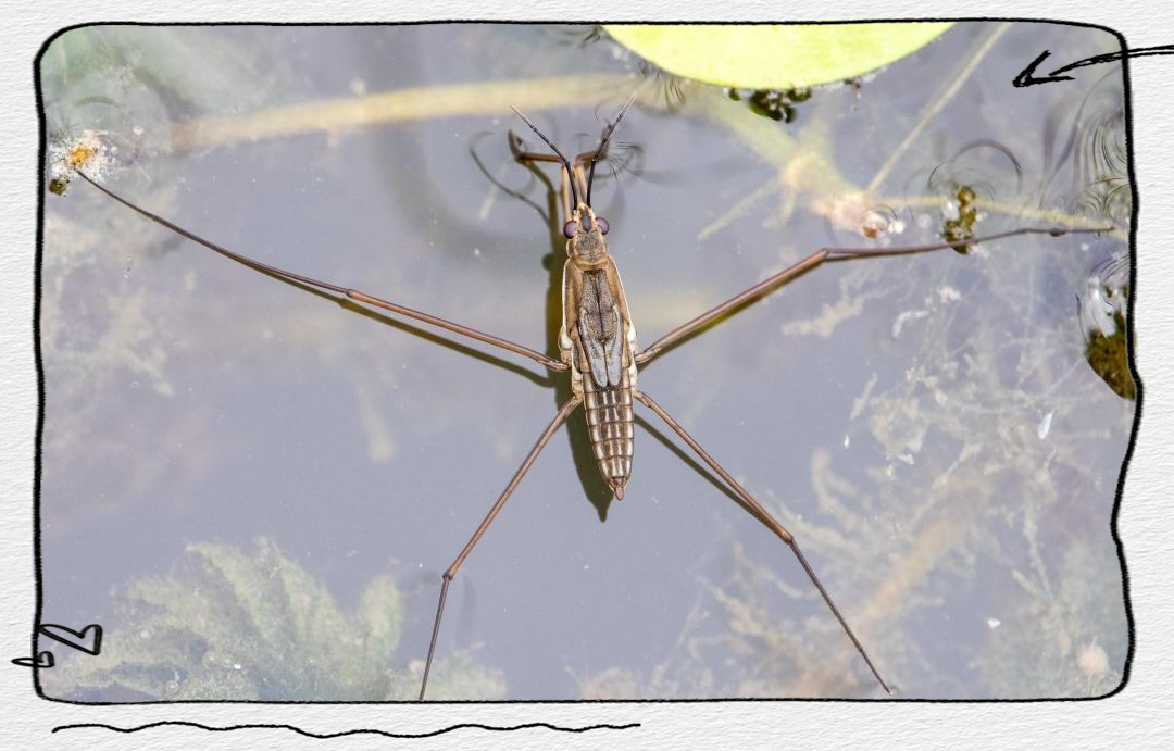 水黾:一种昆虫界的"水上漂",人畜无害却面临生存威胁