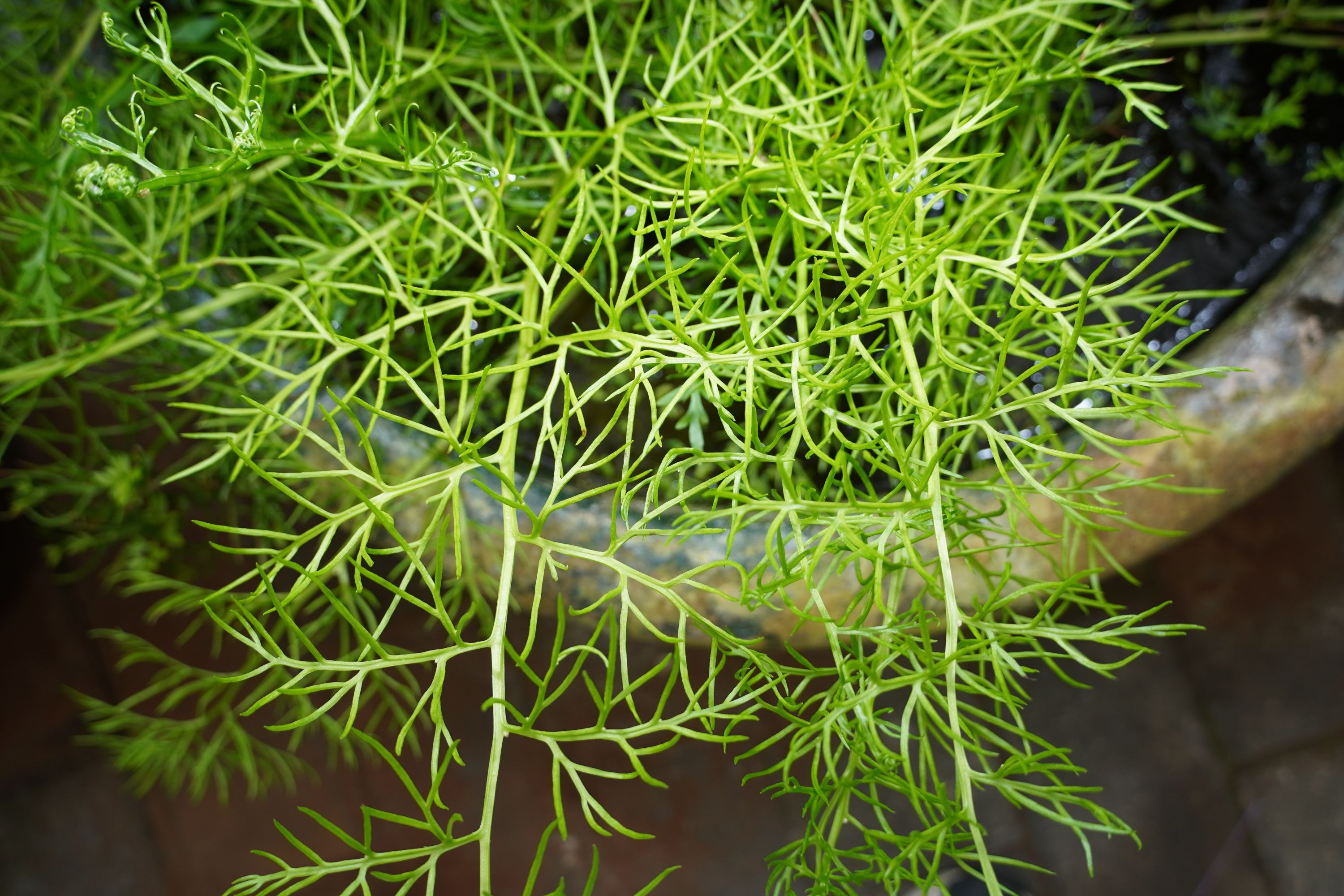 粗梗水蕨是新物种?武汉两家科研单位正携手验证