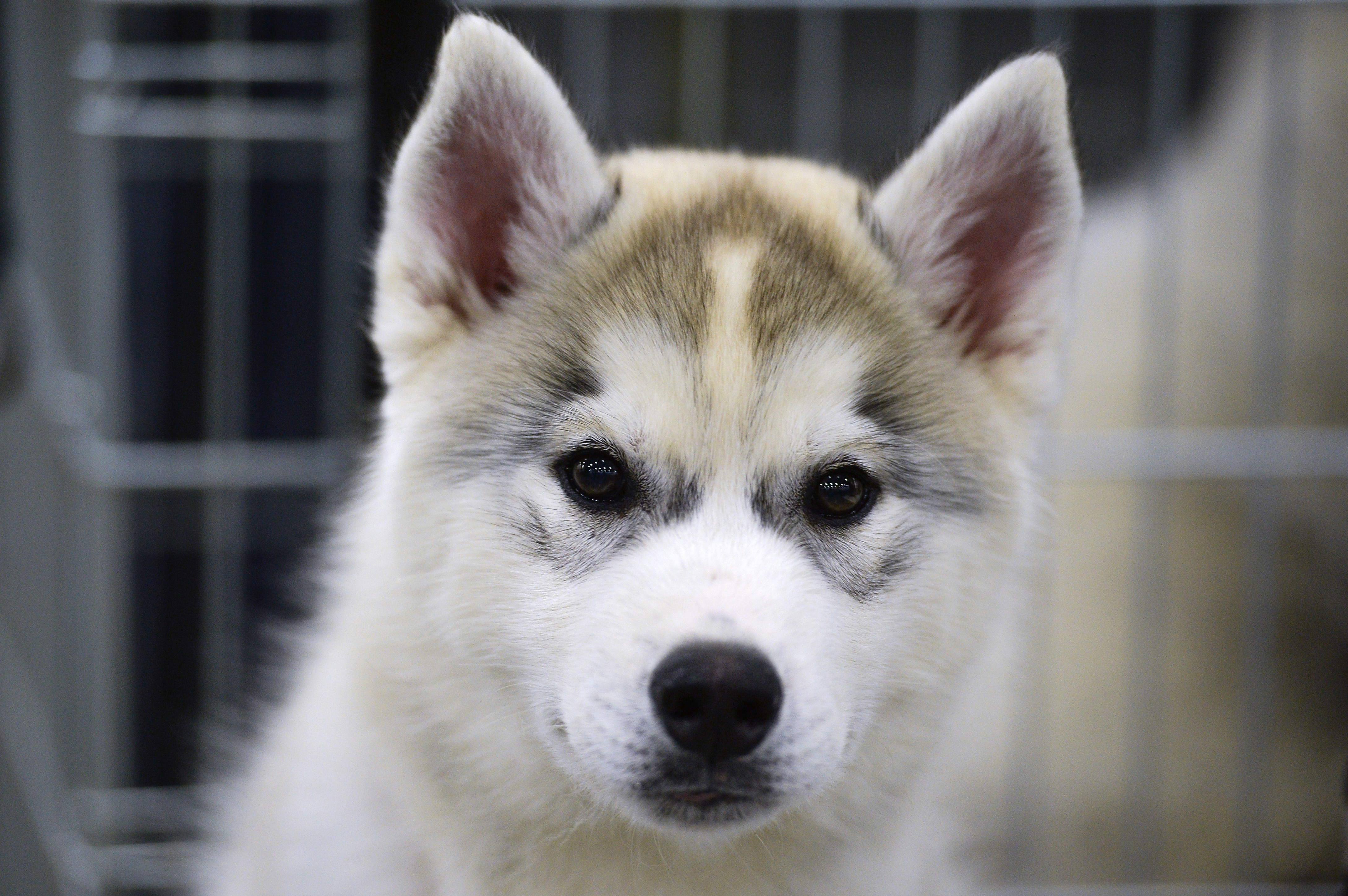 外媒:英军训练哈士奇以防与俄在北极冲突