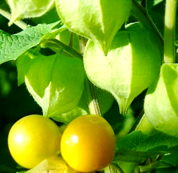 北方童趣水果:洋姑娘与苦姑娘,带你回味儿时美味与玩具