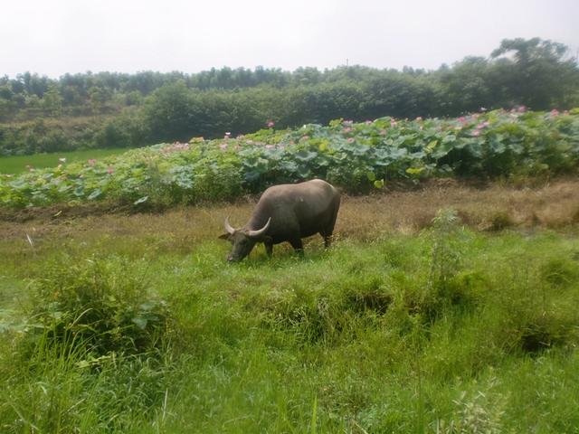 传说中阴间第五站就是鄂州的金鸡山