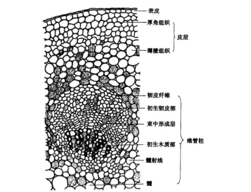 双子叶植物根横切面图图片