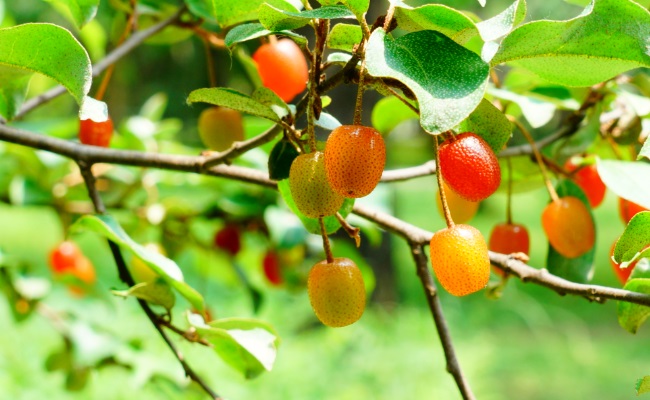 玛瑙似的果实——木半夏