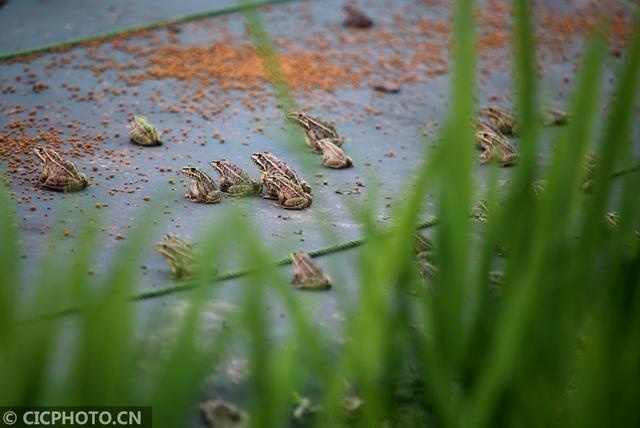 江苏泰州:夏日稻田养蛙忙