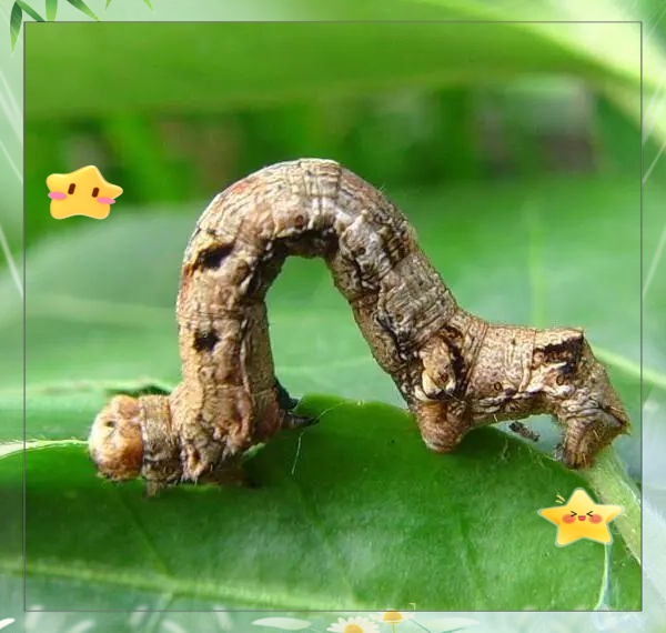 尺蠖——昆虫界的"大地丈量者"