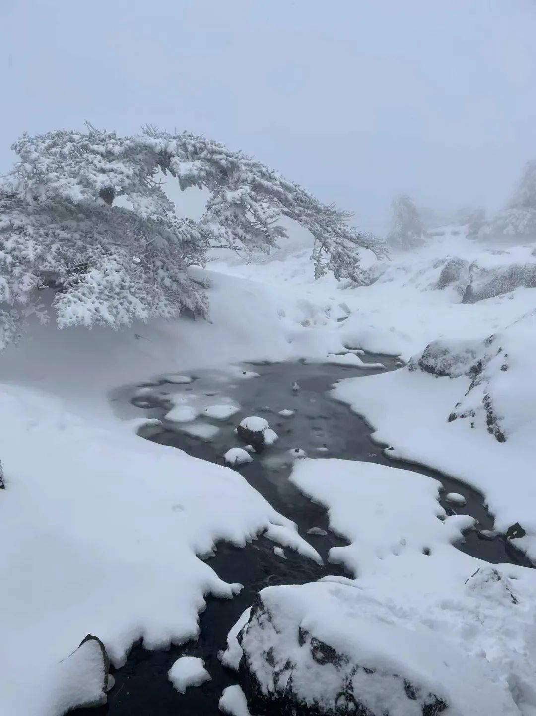 昆明这里下雪啦周末约看雪吗?